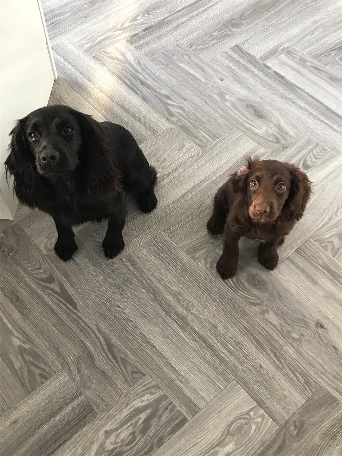 Dinky and Rue